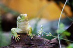 ocellated lizard