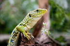 ocellated lizard