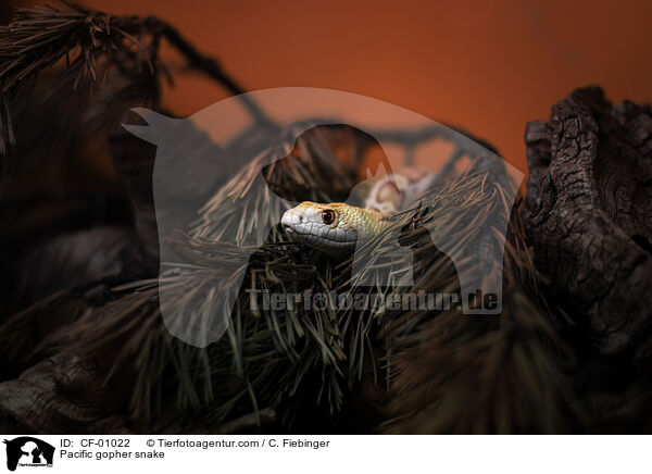 Gophernatter / Pacific gopher snake / CF-01022