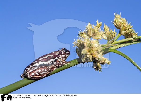 Marmorierter Riedfrosch / painted reed frog / MBS-18654