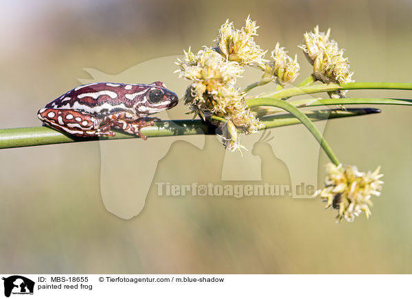Marmorierter Riedfrosch / painted reed frog / MBS-18655