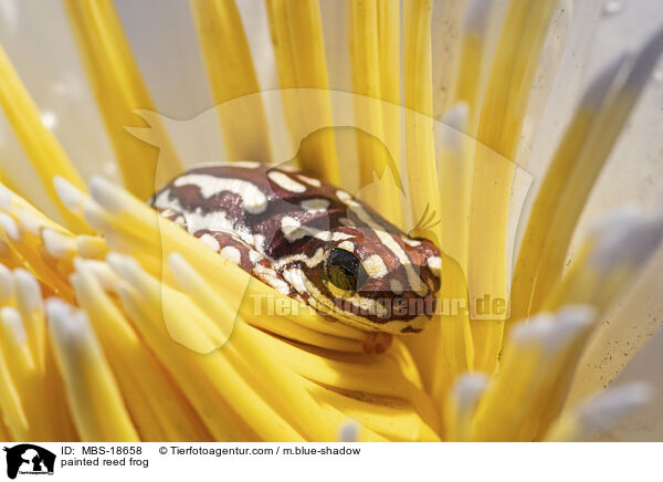 Marmorierter Riedfrosch / painted reed frog / MBS-18658