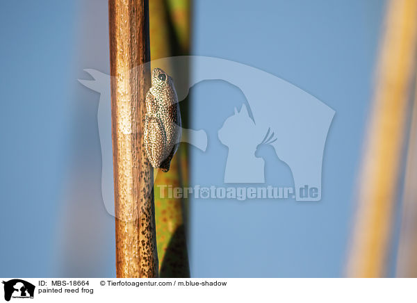 Marmorierter Riedfrosch / painted reed frog / MBS-18664