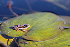 painted reed frog