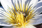 painted reed frog