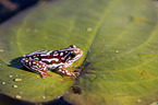 painted reed frog