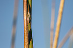 painted reed frog
