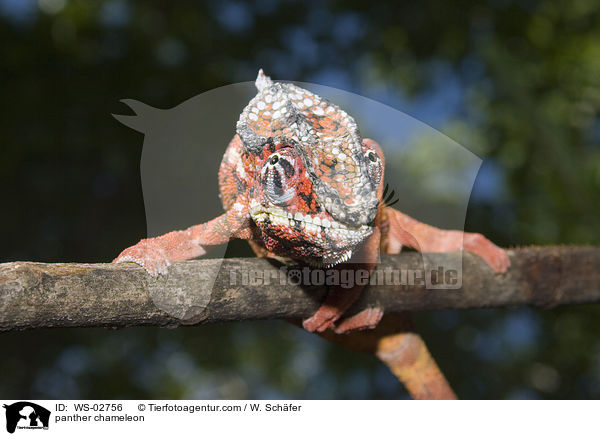 Pantherchamleon / panther chameleon / WS-02756