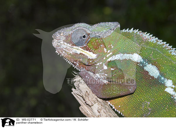 Pantherchamleon / panther chameleon / WS-02771