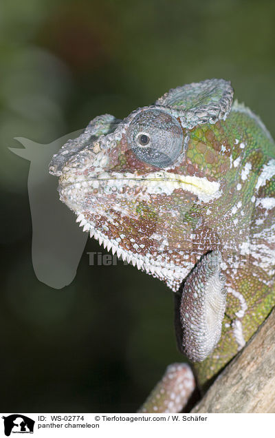 Pantherchamleon / panther chameleon / WS-02774