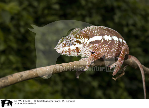 panther chameleon / WS-02783
