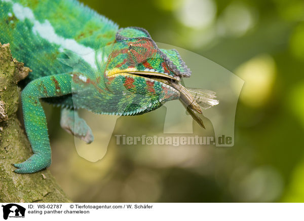 eating panther chameleon / WS-02787