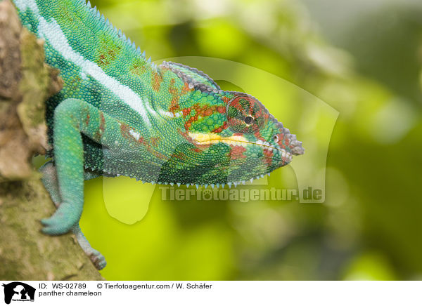 panther chameleon / WS-02789