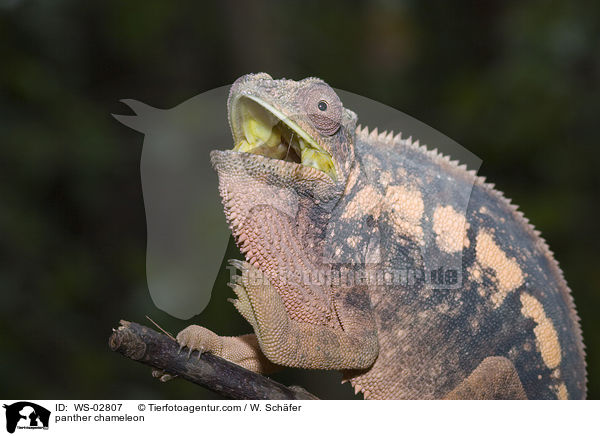 Pantherchamleon / panther chameleon / WS-02807