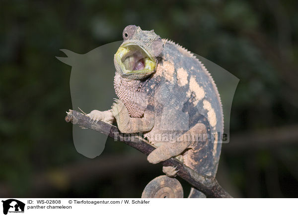 Pantherchamleon / panther chameleon / WS-02808