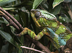 panther chameleon