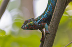 Panther Chameleon