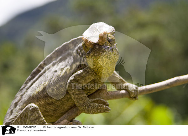 Parsons chameleon / WS-02810