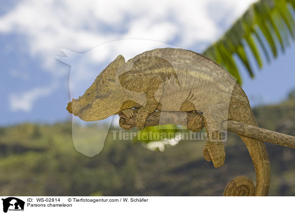 Parsons chameleon / WS-02814