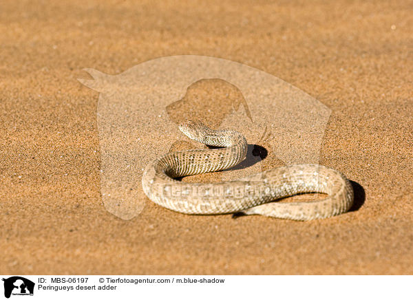 Peringueys desert adder / MBS-06197