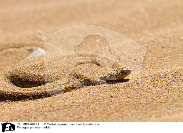 Zwergpuffotter / Peringueys desert adder / MBS-06211