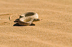 Peringueys desert adder