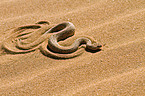 Peringueys desert adder