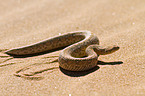 Peringueys desert adder