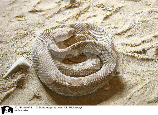 Rote Diamant-Klapperschlange / rattlesnake / BM-01003