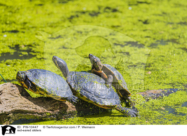 Rotwangen-Schmuckschildkrten / red-eared sliders / PW-10447