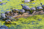 red-eared sliders