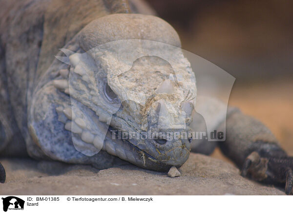 Nashornleguan / lizard / BM-01385