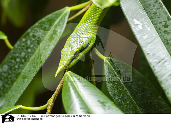 Spitznasennatter / Rhinoceros ratsnake / DMS-12157