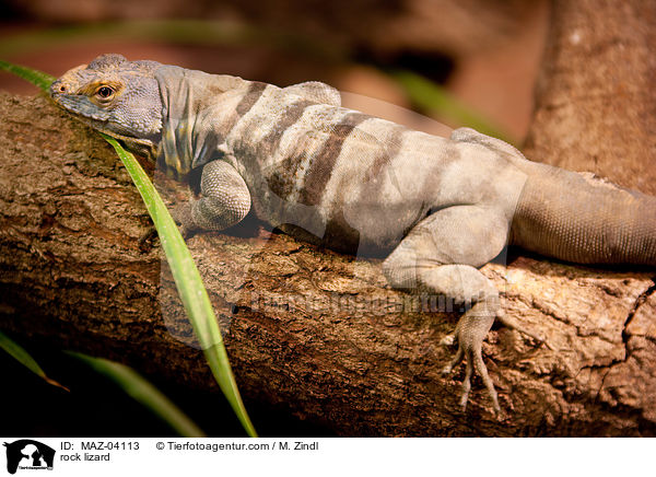 rock lizard / MAZ-04113