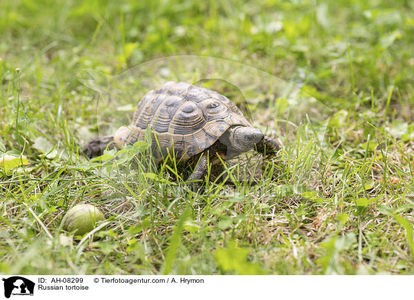 Russian tortoise / AH-08299