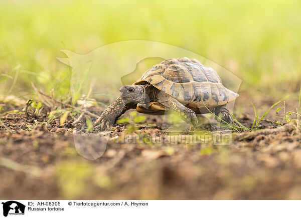 Russian tortoise / AH-08305