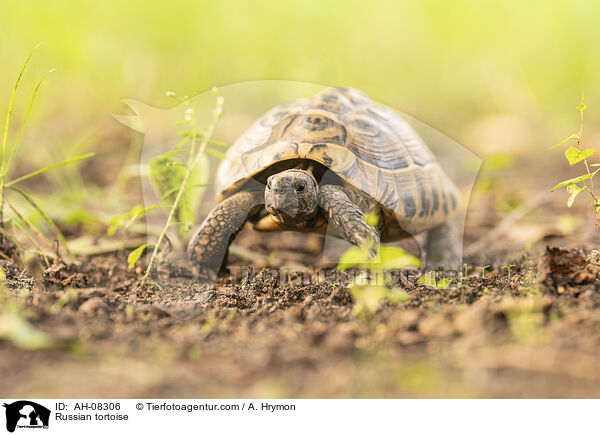 Vierzehenschildkrte / Russian tortoise / AH-08306
