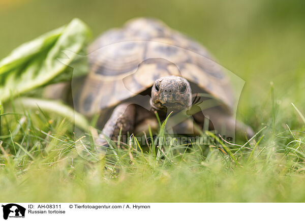 Russian tortoise / AH-08311
