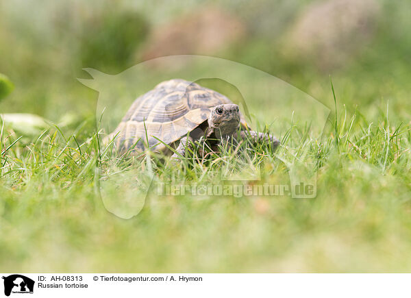 Russian tortoise / AH-08313