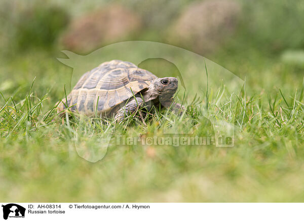 Russian tortoise / AH-08314