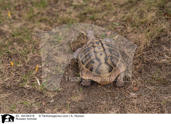 Vierzehenschildkrte / Russian tortoise / AH-08319