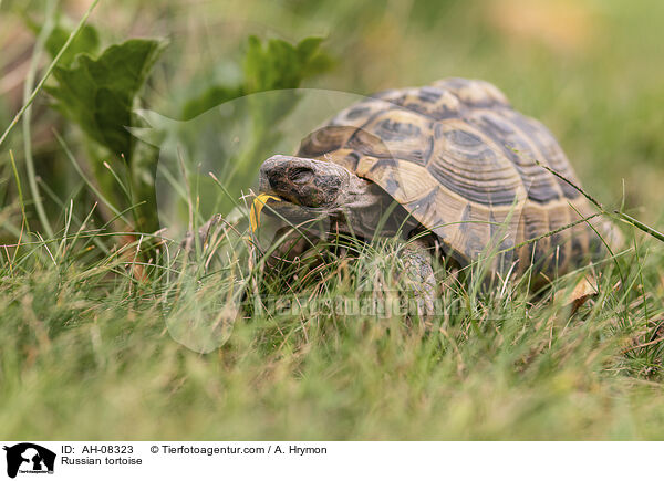 Vierzehenschildkrte / Russian tortoise / AH-08323
