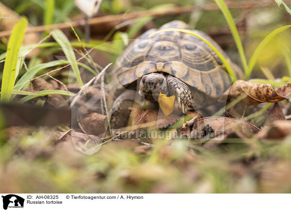 Russian tortoise / AH-08325