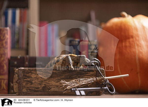 Vierzehenschildkrte / Russian tortoise / AH-08331