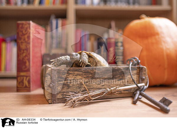 Vierzehenschildkrte / Russian tortoise / AH-08334