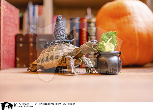 Vierzehenschildkrte / Russian tortoise / AH-08341