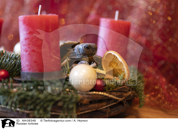 Vierzehenschildkrte / Russian tortoise / AH-08348