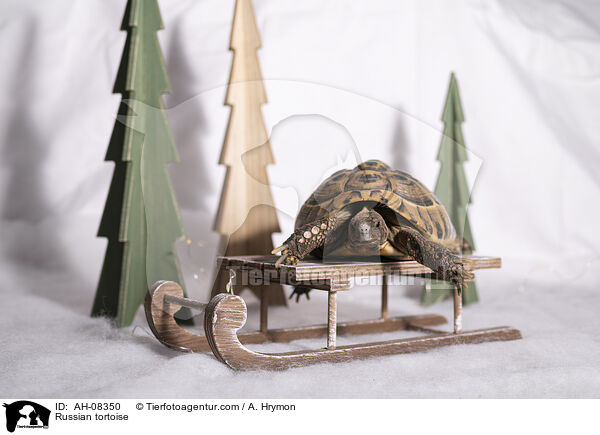 Vierzehenschildkrte / Russian tortoise / AH-08350