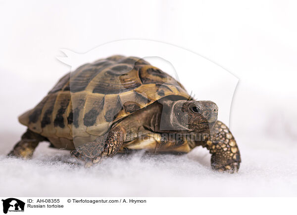 Russian tortoise / AH-08355