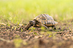 Russian tortoise